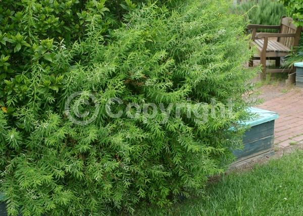 White blooms; Deciduous