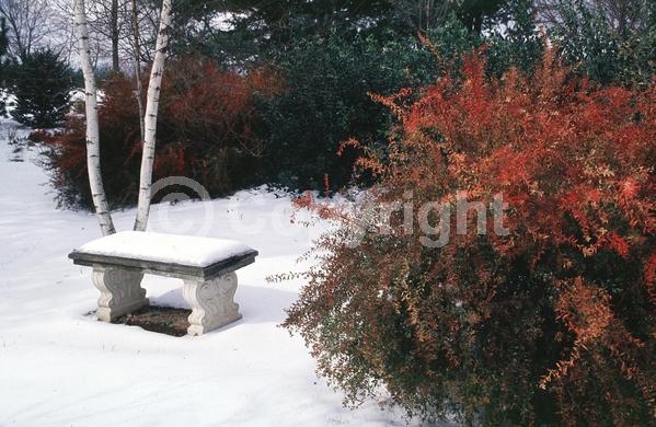 White blooms; Evergreen; Broadleaf