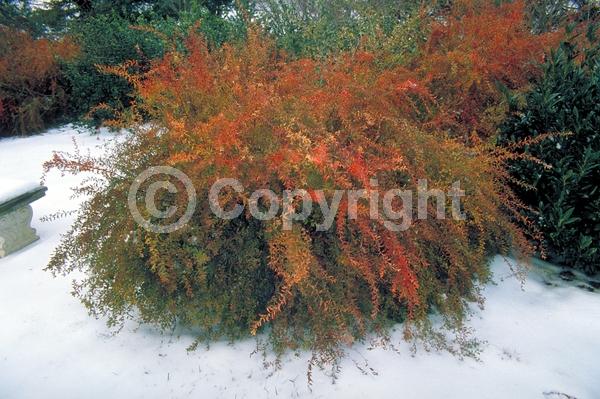 White blooms; Evergreen; Broadleaf