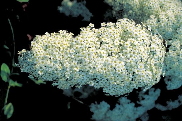 White blooms; Deciduous; Broadleaf