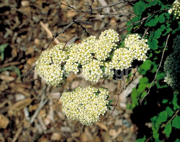 White blooms; Deciduous; Broadleaf