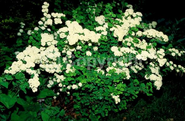 White blooms; Deciduous; Broadleaf