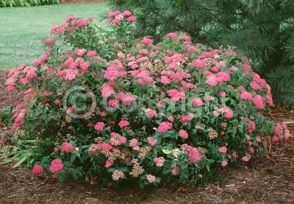Pink blooms; Deciduous; Broadleaf