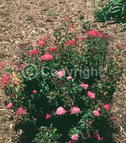 Pink blooms; Deciduous; Broadleaf