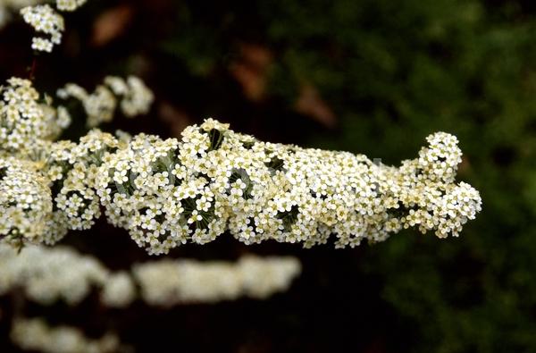 White blooms; Deciduous; Broadleaf