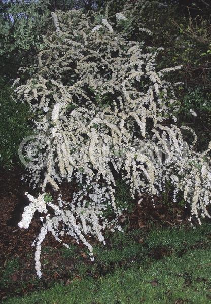 White blooms; Deciduous; Broadleaf