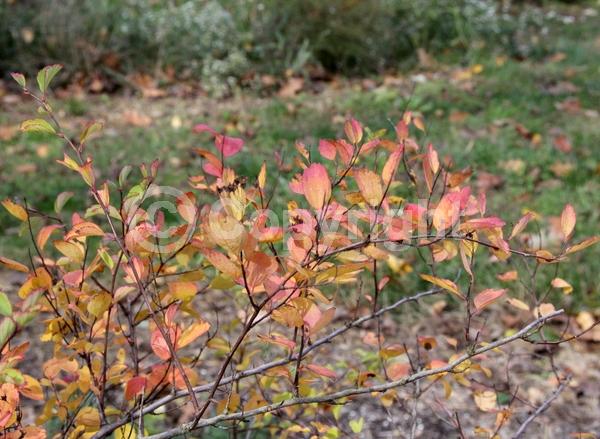 White blooms; Deciduous; Broadleaf