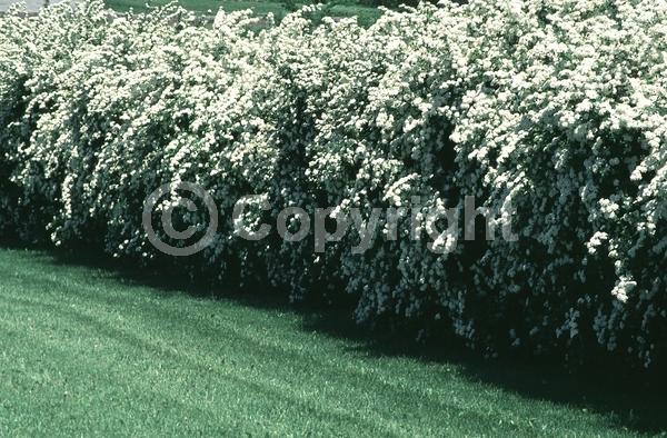 White blooms; Deciduous; Broadleaf