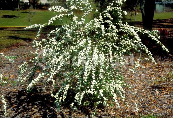 White blooms; Deciduous; Broadleaf