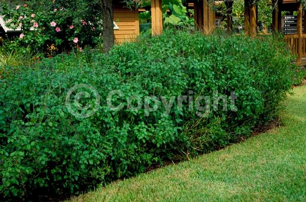 Blue blooms; Pink blooms; Evergreen; Semi-evergreen