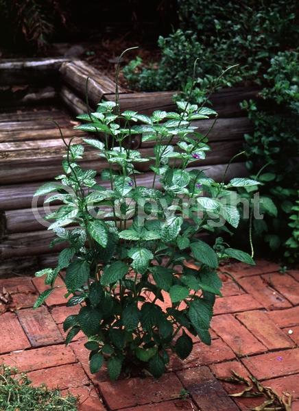 Blue blooms; Pink blooms; Evergreen; Semi-evergreen