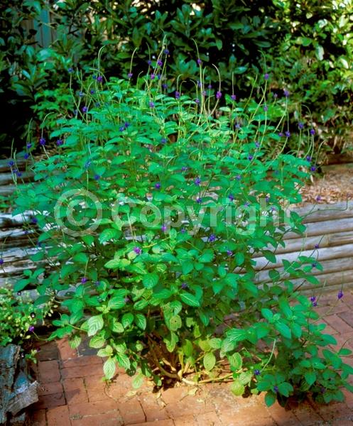 Blue blooms; Pink blooms; Evergreen; Semi-evergreen