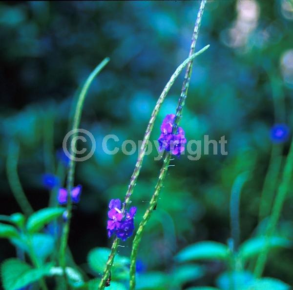 Blue blooms; Pink blooms; Evergreen; Semi-evergreen