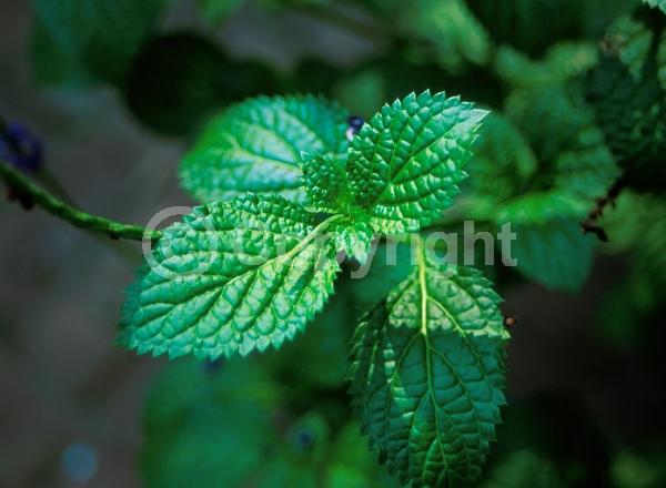 Blue blooms; Pink blooms; Evergreen; Semi-evergreen