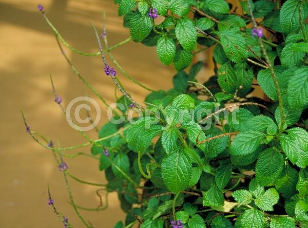 Blue blooms; Pink blooms; Evergreen; Semi-evergreen