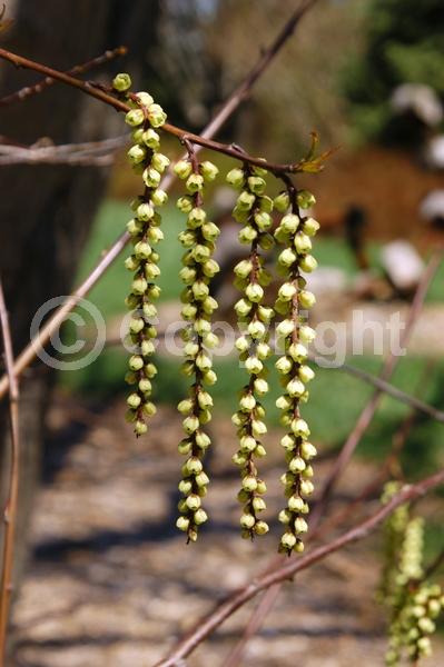 Yellow blooms; Deciduous