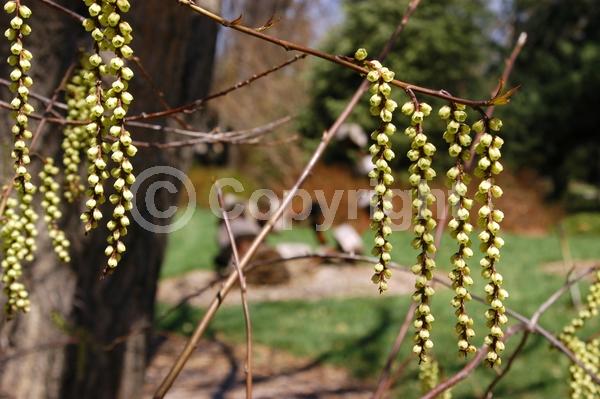 Yellow blooms; Deciduous