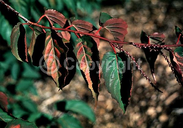 Yellow blooms; Deciduous
