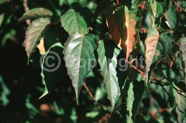 Yellow blooms; Deciduous