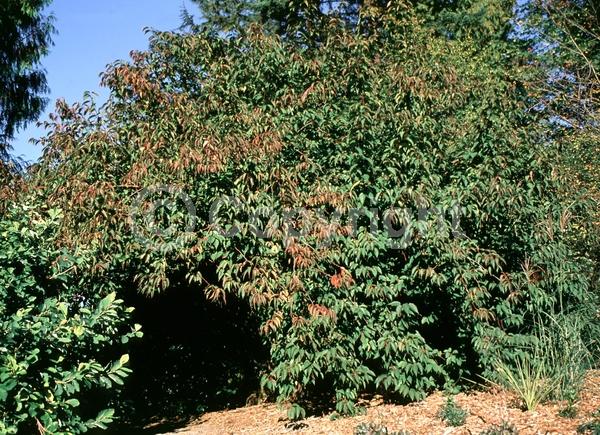 Yellow blooms; Deciduous