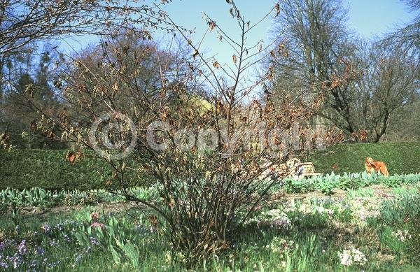 Yellow blooms; Deciduous