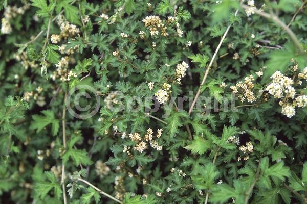 White blooms; Deciduous