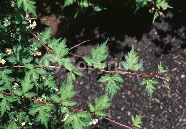 White blooms; Deciduous