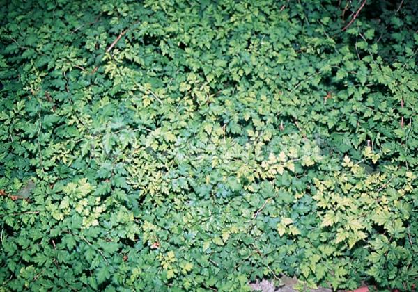 White blooms; Deciduous