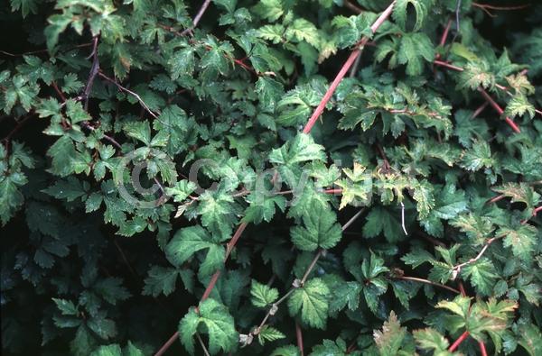 White blooms; Deciduous