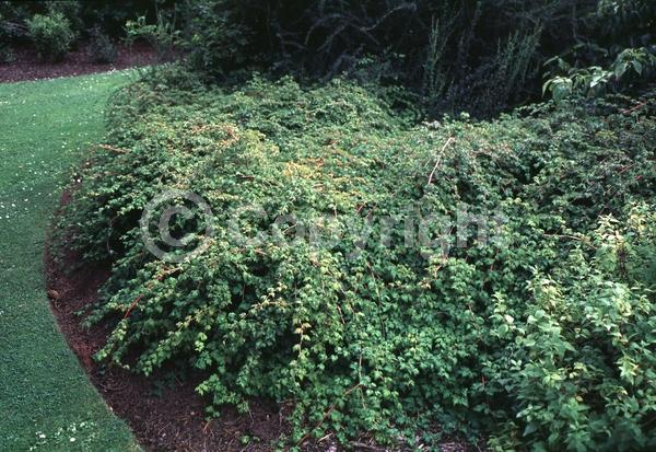 White blooms; Deciduous