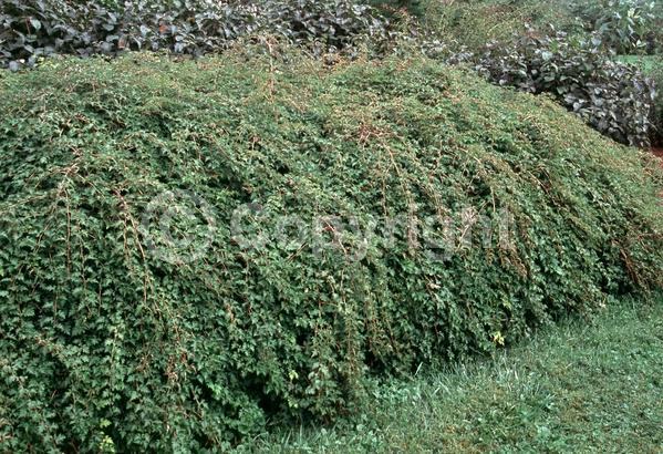 White blooms; Deciduous