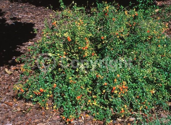 Orange blooms; Evergreen