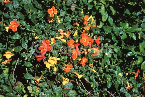 Orange blooms; Evergreen