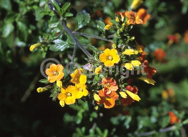 Orange blooms; Evergreen