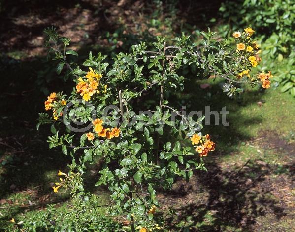 Orange blooms; Evergreen