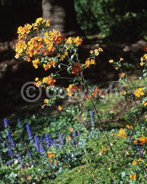 Orange blooms; Evergreen