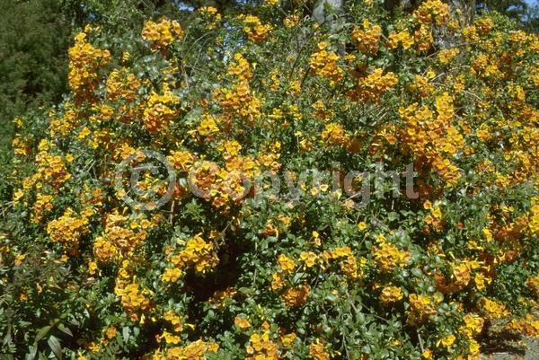 Orange blooms; Evergreen