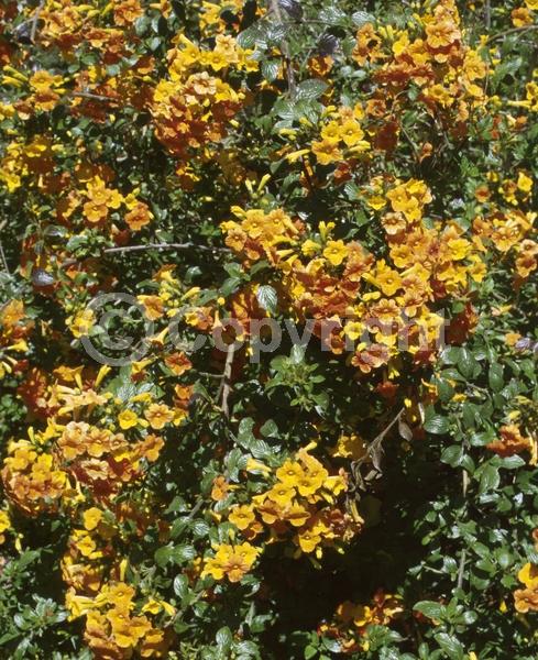 Orange blooms; Evergreen