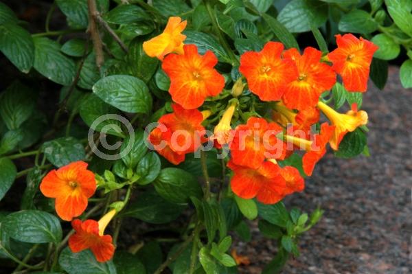 Orange blooms; Evergreen