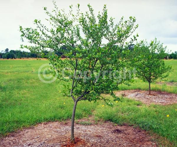 White blooms; Deciduous; Broadleaf; North American Native