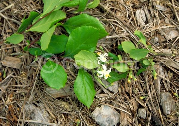 White blooms; Deciduous; Broadleaf; North American Native