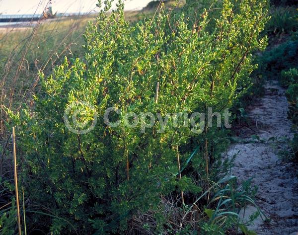 Yellow blooms; Evergreen; Broadleaf; North American Native