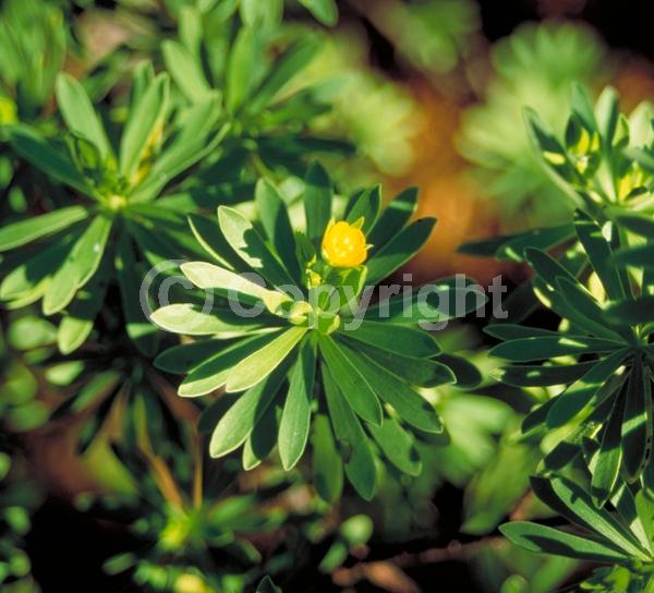 Yellow blooms; Evergreen; Broadleaf; North American Native