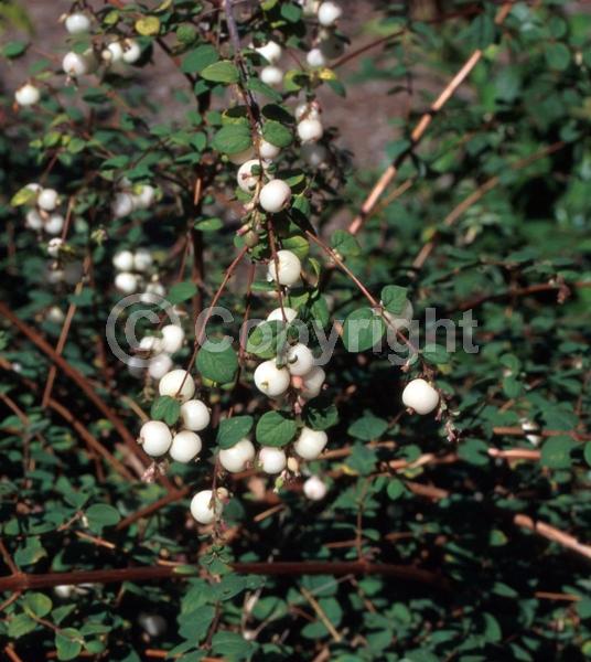 Pink blooms; Deciduous; North American Native