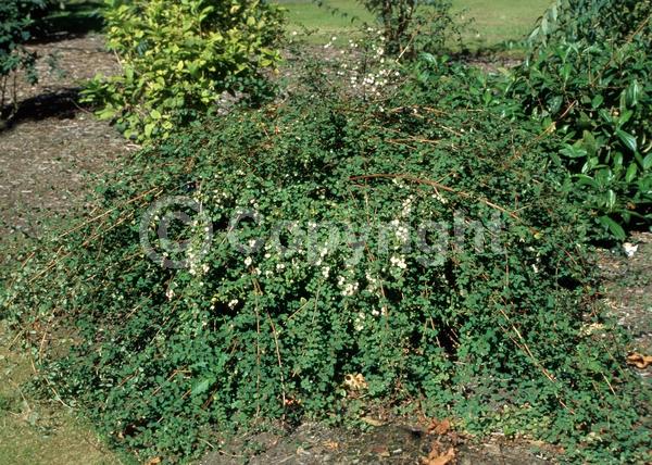 Pink blooms; Deciduous; North American Native
