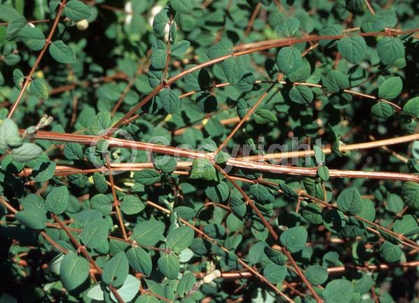 Pink blooms; Deciduous; North American Native