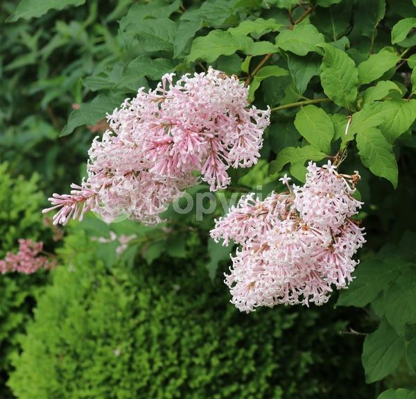 Pink blooms; Deciduous; Broadleaf