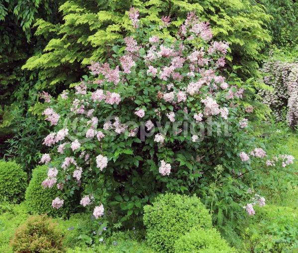 Pink blooms; Deciduous; Broadleaf