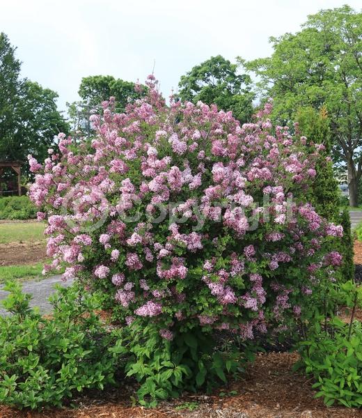 Lavender blooms; Deciduous; Broadleaf