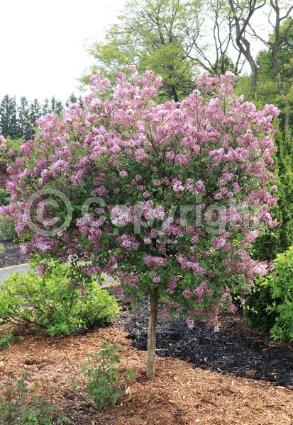 Lavender blooms; Deciduous; Broadleaf